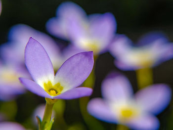 Close-up of purple flowering plant