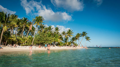 Scenic view of palm trees by sea against blue sky