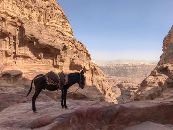 Donkey standing on rock formation