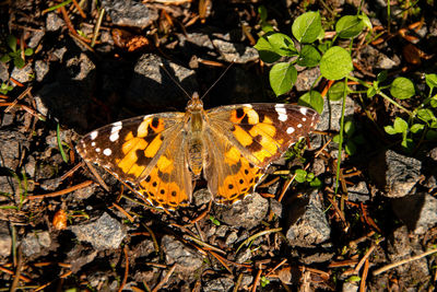 High angle view of butterfly on leaf