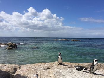 Birds perching on rocks by sea against sky