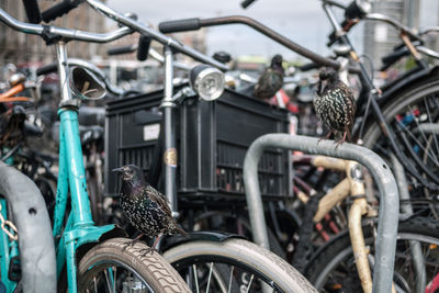 View of birds in city