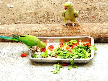 Close-up of bird perching on fruit