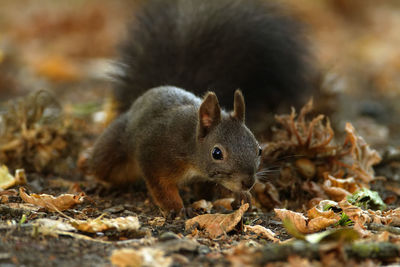 The red squirrel or eurasian red squirrel, sciurus vulgaris in autumn