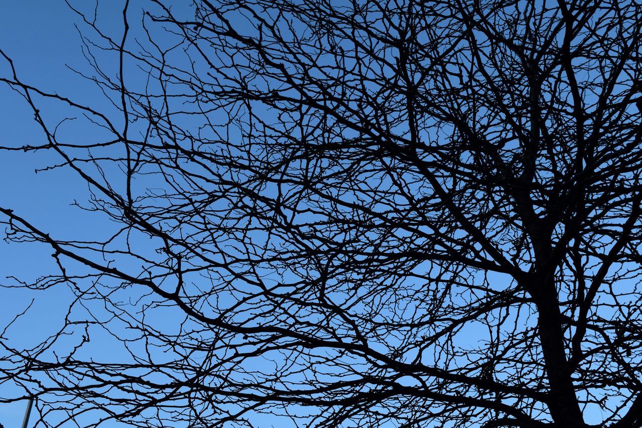 low angle view, tree, branch, bare tree, clear sky, sky, nature, blue, backgrounds, tranquility, full frame, beauty in nature, growth, outdoors, day, no people, silhouette, scenics, sunlight, directly below