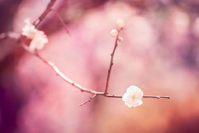 Plum blossoms