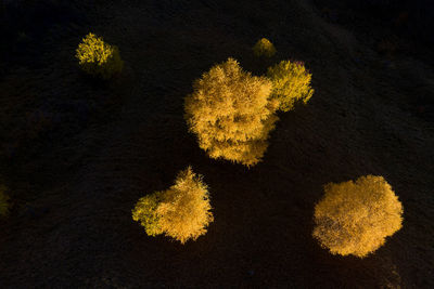 Aerial view of yellow birch trees in the autumn isolated in dark background