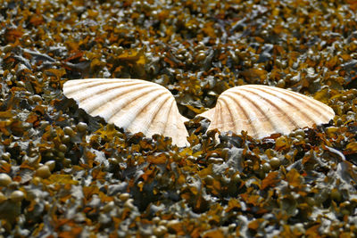 High angle view of seashell on ground