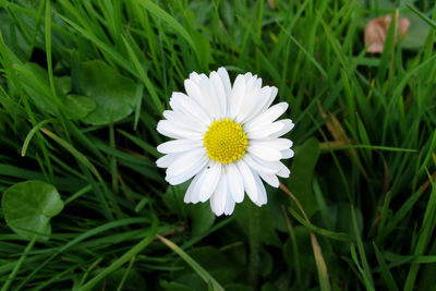 Close-up of white flower blooming on field
