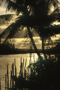 Silhouette of palm trees against sky