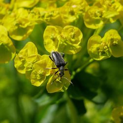 Close-up of insect on yellow flower