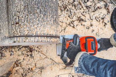 Chainsaw close-up of lumberjack sawing a large rough tree lying on ground, sawdust 