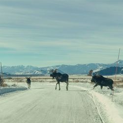 View of horses on snow covered field against sky