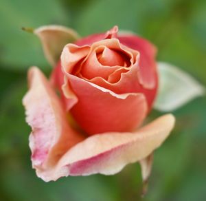 Close-up of rose flower