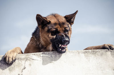 Close-up of dog snarling against sky