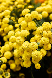 Close-up of flowering plant