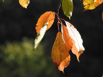 Close-up of autumnal leaves against blurred background