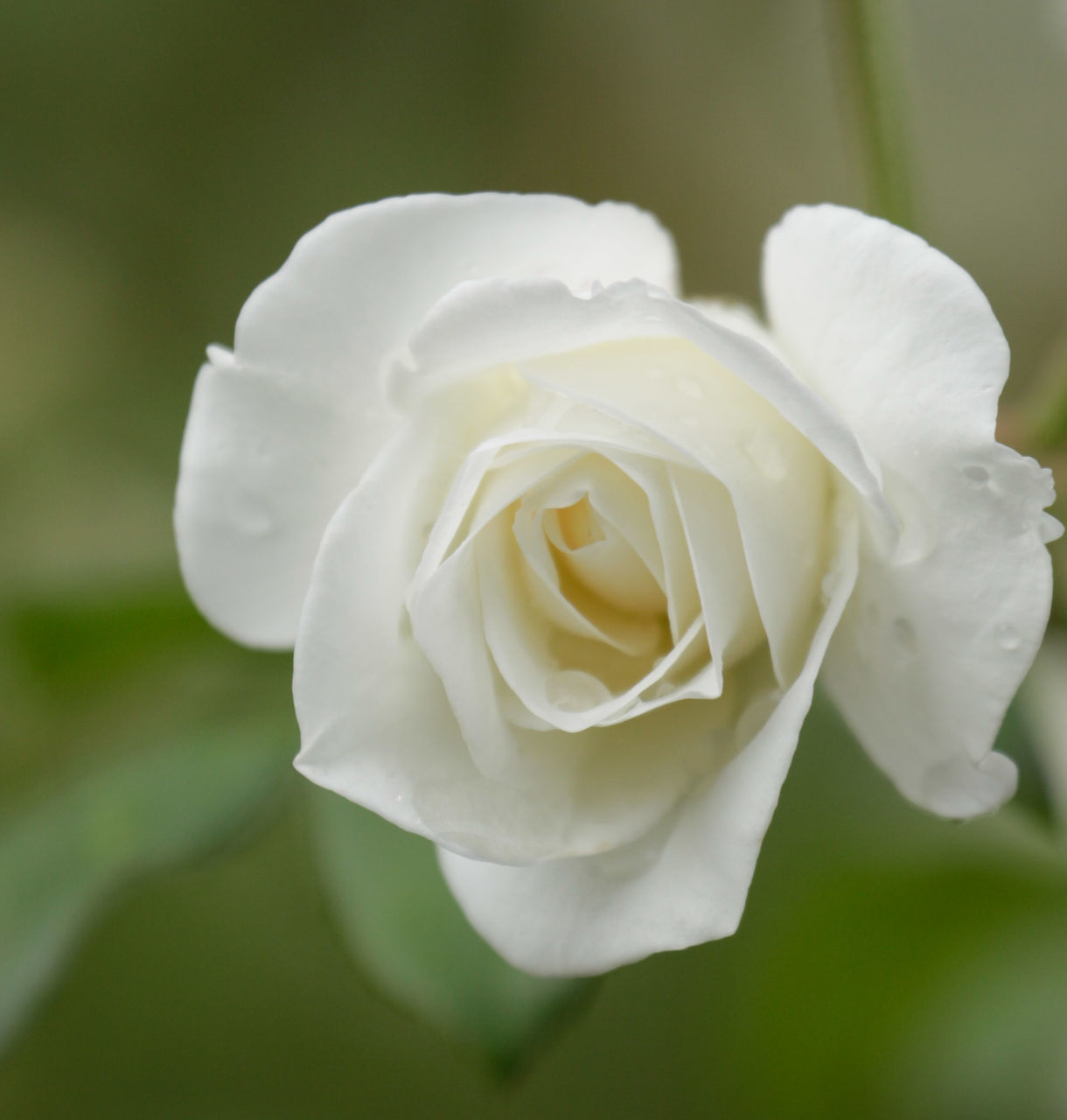 CLOSE-UP OF WHITE ROSES