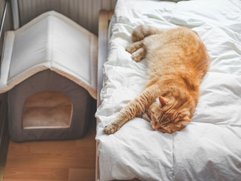 Portrait of a pedigreed ginger cat sleeping with its paw stretched forward on a white duvet.