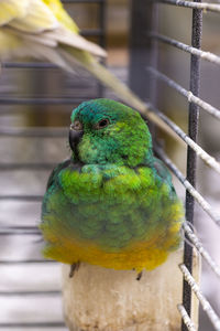 Close-up of parrot in cage