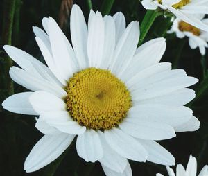 Close-up of white daisy flowers