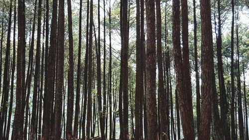 Low angle view of bamboo trees in forest
