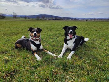 dog