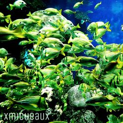 Close-up of plants growing in aquarium