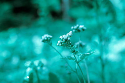 Close-up of flowering plant