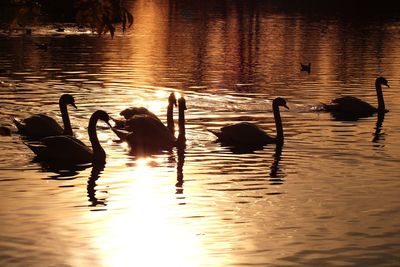 Swans swimming in lake sunset 