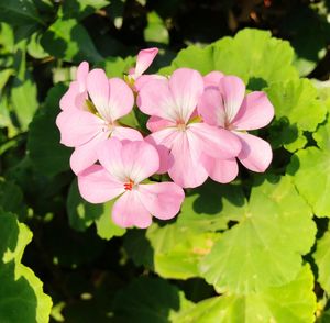 Close-up of pink flowering plant