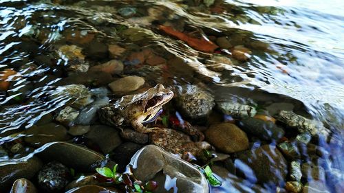 High angle view of crab in water