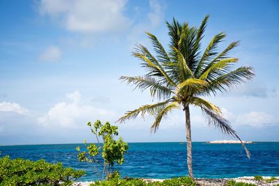 Palm tree by sea against sky