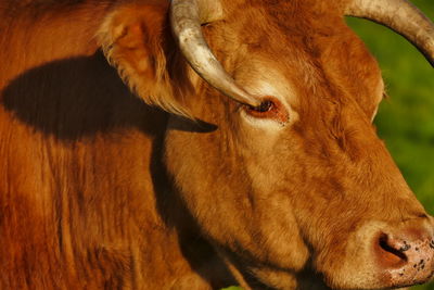 Close-up of cow