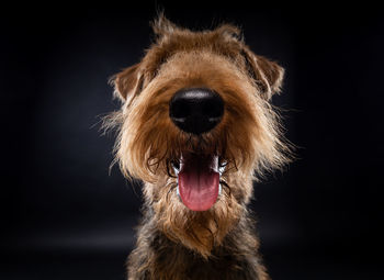 Close-up of dog against black background