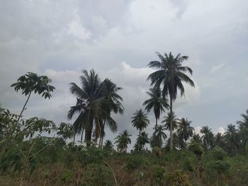 Low angle view of coconut palm trees against sky