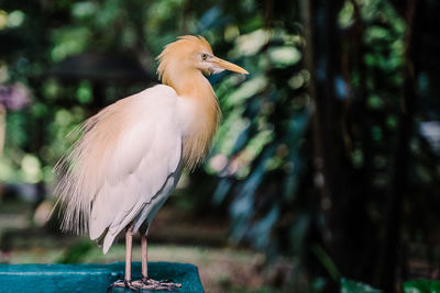 Close-up of bird perching on wood