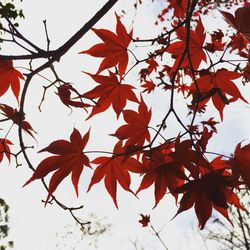 Low angle view of leaves on tree branch