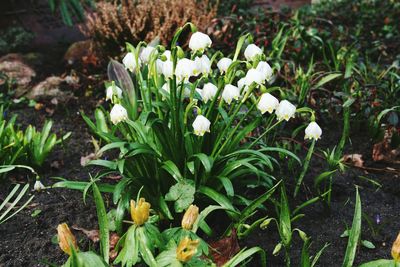 Close-up of flowers blooming on field