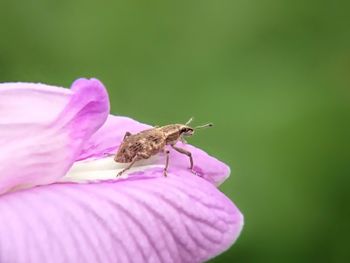 Close-up of insect on pink flower