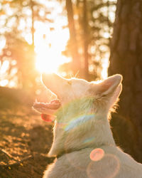 View of a dog