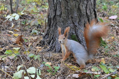 Squirrel on tree trunk