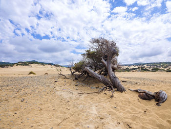 Driftwood on sand against sky