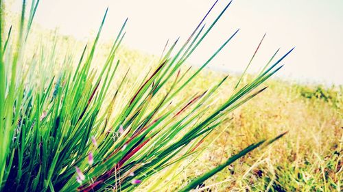 Close-up of plants growing on field