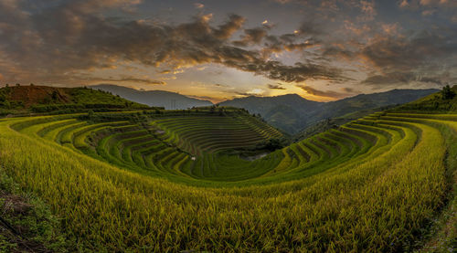 Scenic view of agricultural field against sky