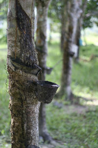 Close-up of tree trunk in forest