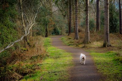 View of a dog walking on road in forest