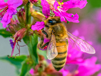 Close-up of bee pollinating on pink flower