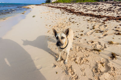 High angle view of dog on beach