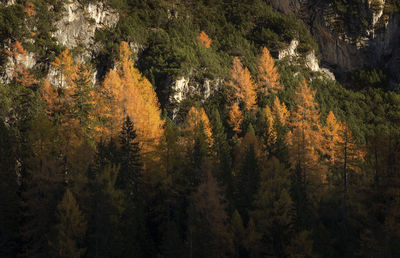 Trees in forest during autumn